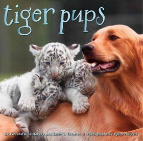 Tiger Pupstiger 