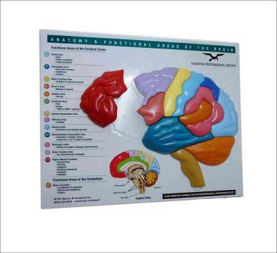 Brain Model & Puzzlebrain 
