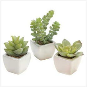 Desert Plant Cacti Set Case Pack 1