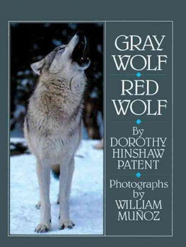 Gray Wolf, Red Wolfgray 