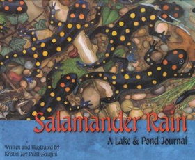 Salamander Rainsalamander 