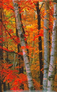 Fall Birches