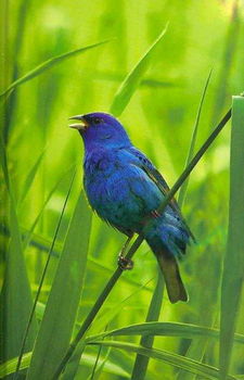 Indigo Bunting