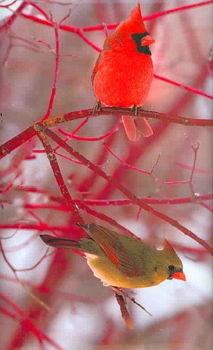 Cardinals