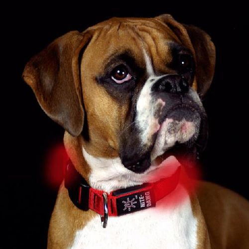Nite Dawg Red/Smallnite 