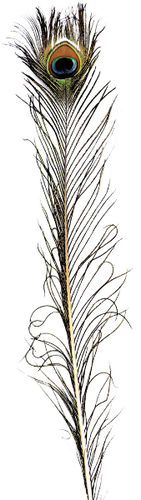 Feather Peacock Case Pack 3