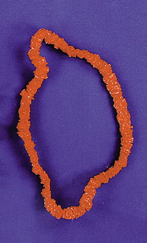 Leis Plastic 1 Esq. 1 Case Pack 8