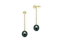 Black Akoya Cultured Pearl Earrings : 14K Yellow Gold  7 MM