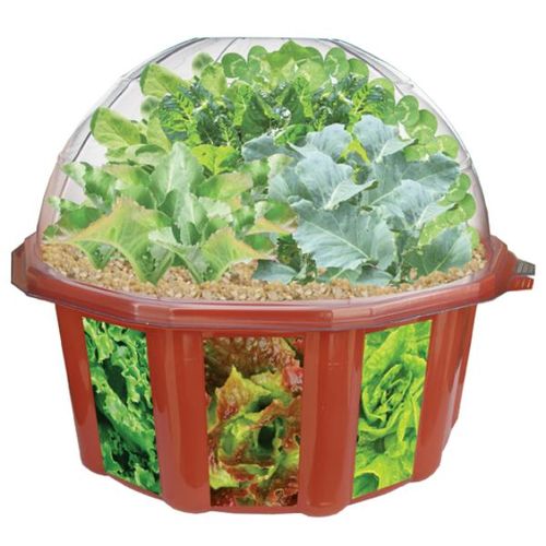 Sprout & Eat Salad Machine Case Pack 6