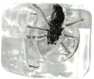 Bar Bug Ice Cube Case Pack 4