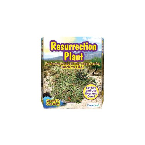 Resurrection Plant Case Pack 24