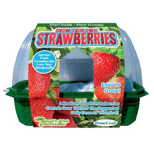 Grow Your Own Strawberries Case Pack 12