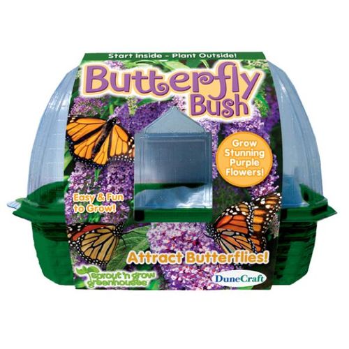 Butterfly Bush Case Pack 12