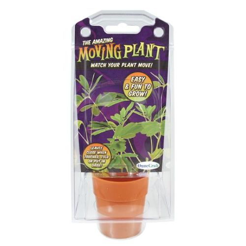 The Amazing Moving Plant Case Pack 12