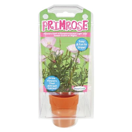 Primrose Case Pack 12