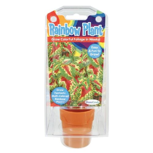 Rainbow Plant Case Pack 12