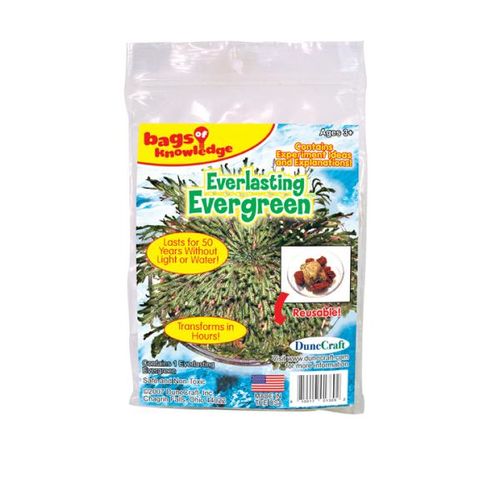 The Everlasting Evergreen Case Pack 24