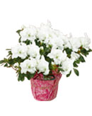 White Azalea