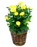Yellow Mini Roses