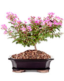 Dwarf Crepe Myrtle