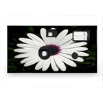 Flower Disposable Camera Case Pack 10