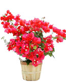 Bougainvilleabougainvillea 