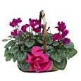 2 Cyclamen in Basketcyclamen 