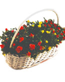 3 4.5-inch Assorted Rosesinch 