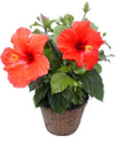 Hibiscus