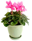 Cyclamencyclamen 