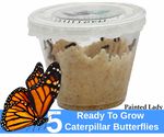 Caterpillar Growing Butterfly Cup (4-5 Caterpillars) w/ Caterpillar Food - For Butterfly Growing Garden Kit - Butterfly Habitat Net Cage