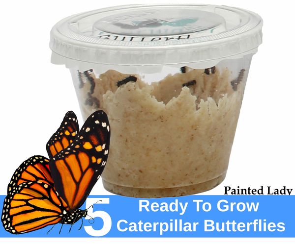 Caterpillar Growing Butterfly Cup (4-5 Caterpillars) w/ Caterpillar Food - For Butterfly Growing Garden Kit - Butterfly Habitat Net Cage